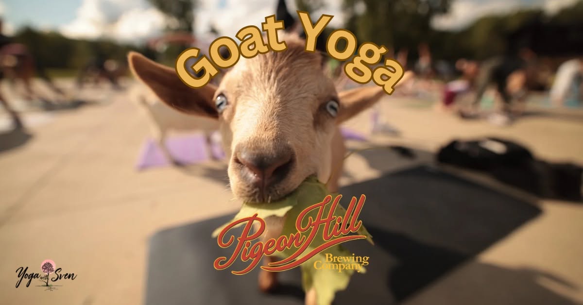Goat Yoga at Pigeon Hill on Sunday August 23rd at 11 am in Muskegon. Tickets are $40 and include a beverage at Pigeon Hill